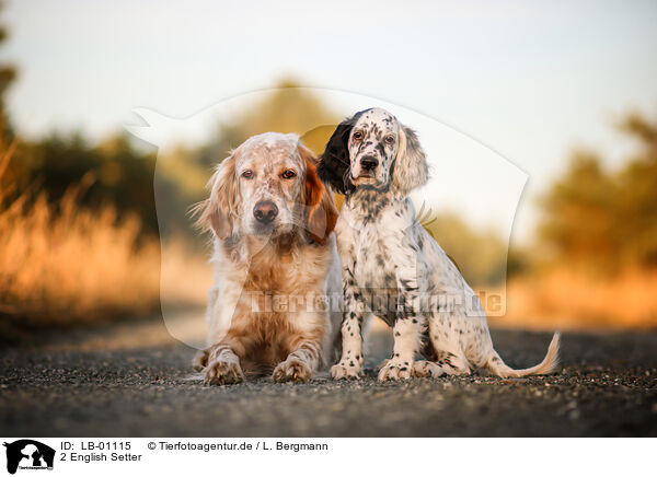 2 English Setter / 2 English Setter / LB-01115