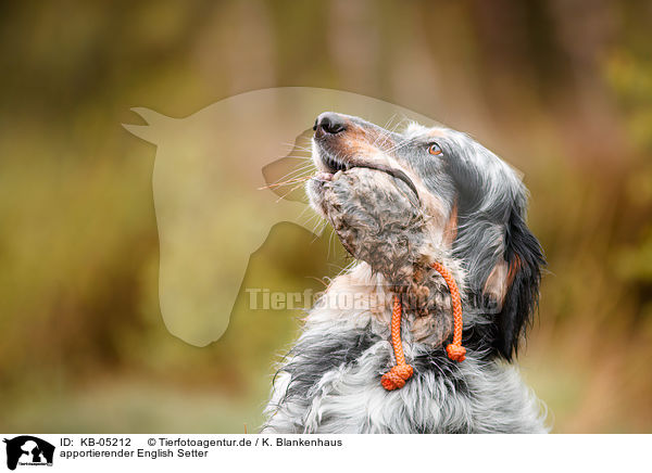 apportierender English Setter / retrieving English Setter / KB-05212