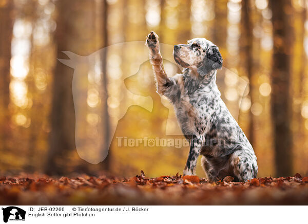 English Setter gibt Pf�tchen / English Setter gives paw / JEB-02266
