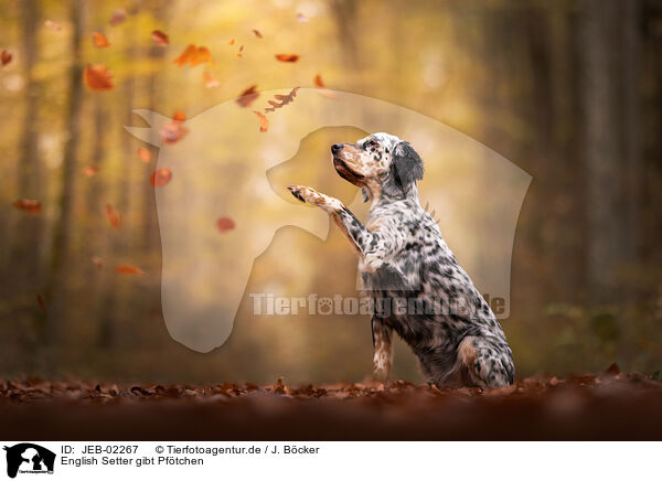 English Setter gibt Pf�tchen / English Setter gives paw / JEB-02267