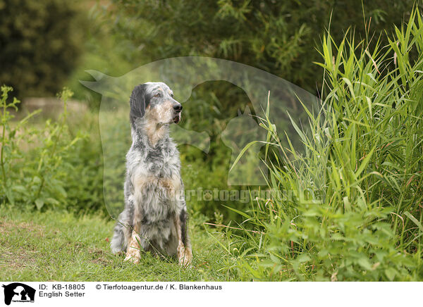 English Setter / English Setter / KB-18805