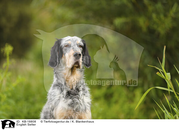 English Setter / English Setter / KB-18808