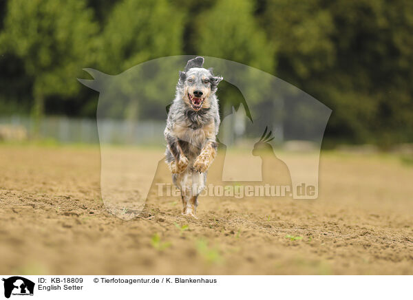 English Setter / English Setter / KB-18809