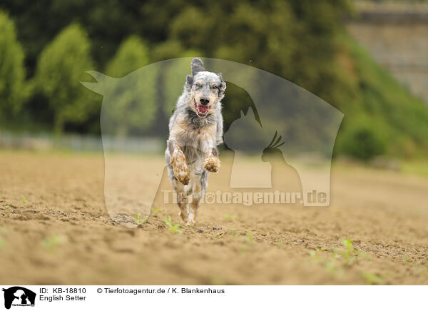 English Setter / English Setter / KB-18810