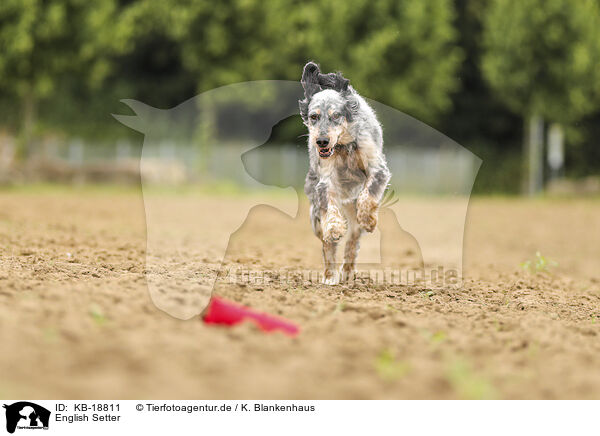English Setter / English Setter / KB-18811