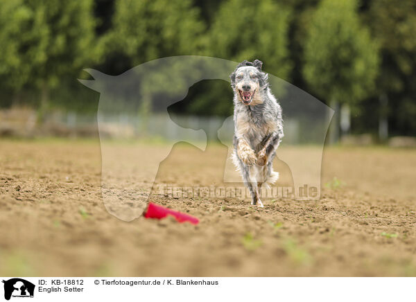 English Setter / English Setter / KB-18812
