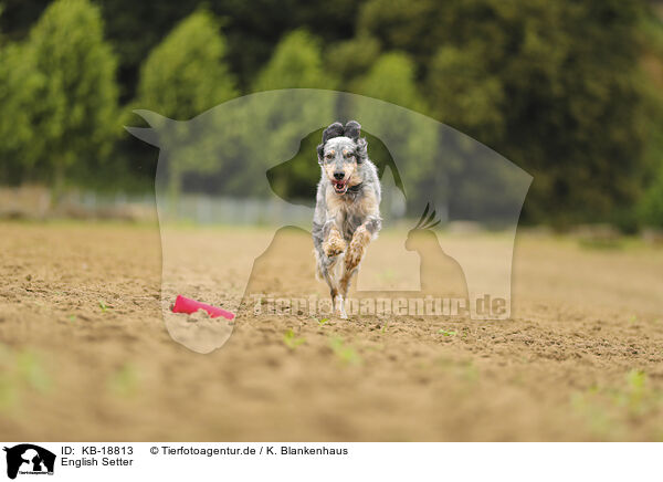 English Setter / English Setter / KB-18813