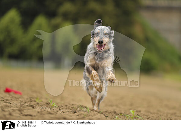 English Setter / English Setter / KB-18814