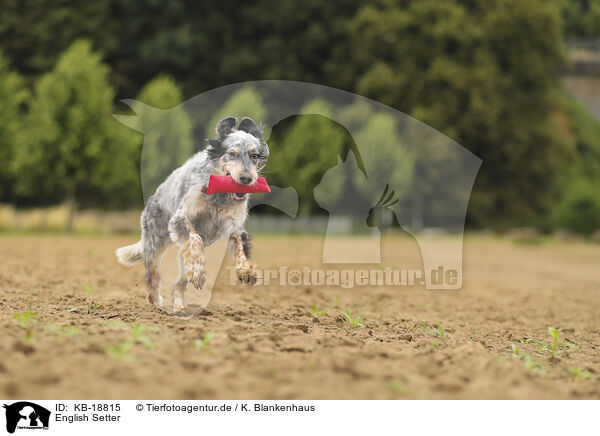 English Setter / English Setter / KB-18815