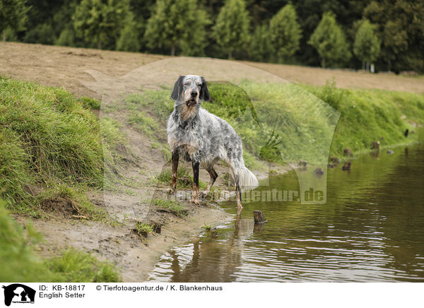 English Setter / English Setter / KB-18817