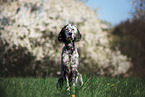 sitzender English Setter
