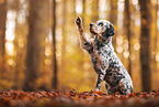 English Setter gibt Pf�tchen