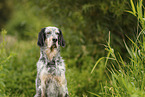 English Setter