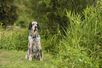 English Setter