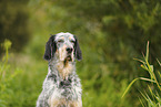 English Setter