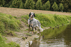 English Setter