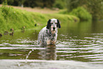 English Setter