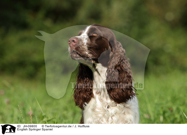 English Springer Spaniel / English Springer Spaniel / JH-09800