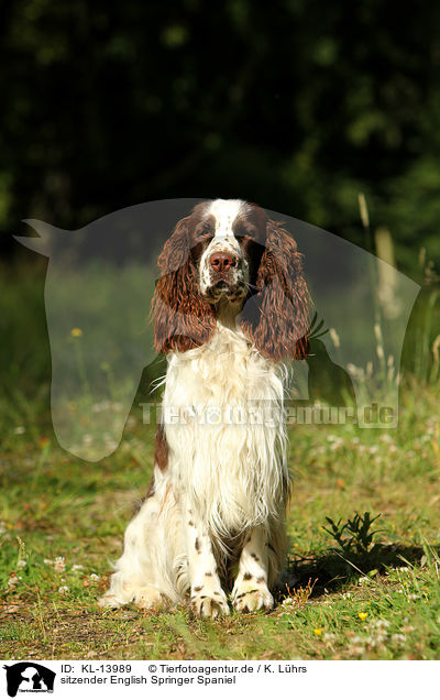 sitzender English Springer Spaniel / sitting English Springer Spaniel / KL-13989
