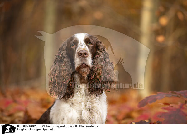 English Springer Spaniel / English Springer Spaniel / KB-18820