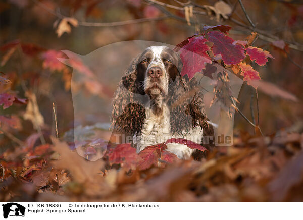 English Springer Spaniel / English Springer Spaniel / KB-18836