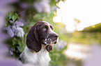 English Springer Spaniel im Flieder