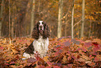 English Springer Spaniel