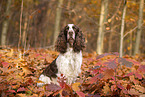 English Springer Spaniel
