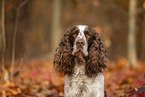 English Springer Spaniel