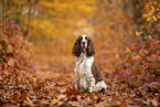 English Springer Spaniel
