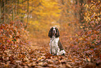 English Springer Spaniel