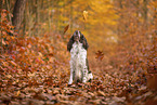 English Springer Spaniel