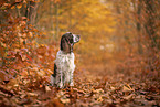 English Springer Spaniel
