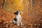 English Springer Spaniel