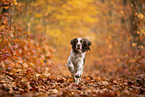 English Springer Spaniel