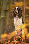 English Springer Spaniel