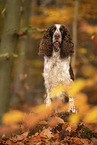 English Springer Spaniel