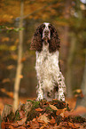 English Springer Spaniel
