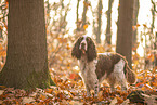 English Springer Spaniel