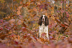 English Springer Spaniel