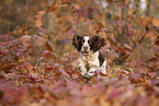 English Springer Spaniel