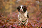 English Springer Spaniel