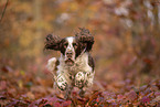 English Springer Spaniel