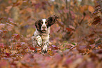English Springer Spaniel