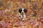 English Springer Spaniel