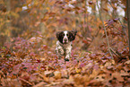 English Springer Spaniel
