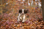 English Springer Spaniel