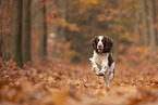 English Springer Spaniel
