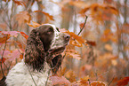 English Springer Spaniel
