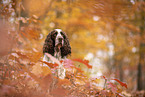 English Springer Spaniel